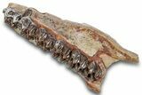 Fossil Horse (Mesohippus) Upper Jaw Section - South Dakota #269618-2